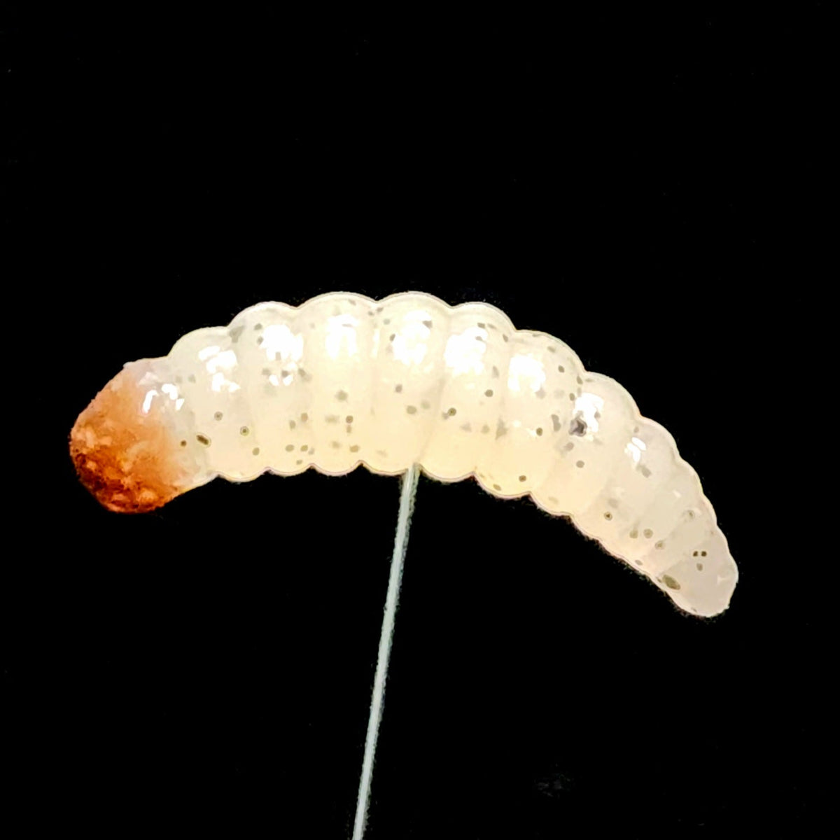Pig Fish Bug 1